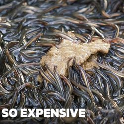 Vì sao Unagi là món ăn đắt tiền của Nhật Bản?