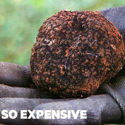 Vì sao Truffle là loại nấm đắt đỏ nhất thế giới?