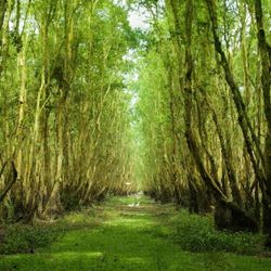 5 rừng tràm đẹp nhất miền Tây