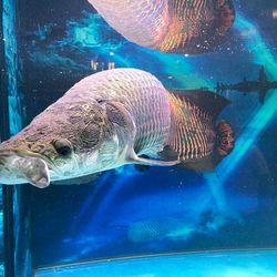 Đại gia Việt và những bộ sưu tập thú cưng siêu đắt đỏ