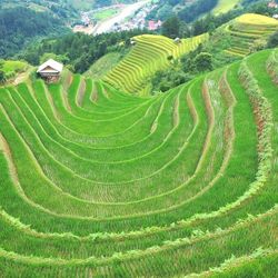 Những sóng lúa xanh cuốn hút du khách mỗi mùa thu về
