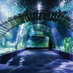 Thám hiểm “đại dương” tại Thủy cung Lotte World Hà Nội