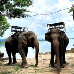 Chấm dứt hoạt động cưỡi voi tại Trung tâm Du lịch Cầu treo Buôn Đôn