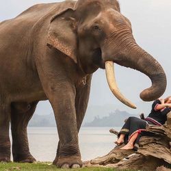 Chàng trai Tây Nguyên làm du lịch thân thiện với voi