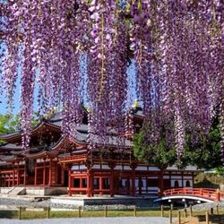 Tour Nhật Bản 6N5Đ: Chiêm ngưỡng sắc tím mùa hoa tử đằng đẹp mê hoặc ở Osaka