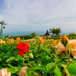 Ngắm hoa hồng khoe sắc trên đỉnh Bà Đen