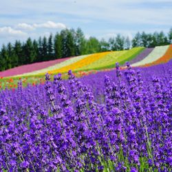 Lạc bước vào cánh đồng hoa oải hương khổng lồ ở Hokkaido với tour 7N6Đ