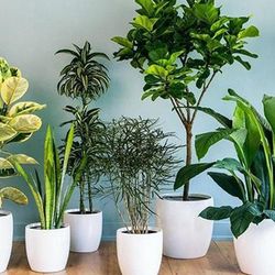 6 loại cây mang ý nghĩa tài lộc tốt, thích hợp chưng ban thờ Thần Tài