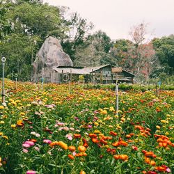 Lý Hải tái sinh vườn hoa bất tử cho phim Lật Mặt 7