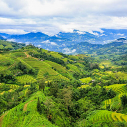 Hà Giang: Mê mẩn ‘bức tranh’ ruộng bậc thang mùa lúa xanh ở Hoàng Su Phì