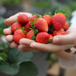 7 đặc sản Đà Lạt mua làm quà ngon và chất lượng