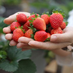 7 đặc sản Đà Lạt mua làm quà ngon và chất lượng