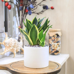 Cách dùng cây lưỡi hổ chuẩn phong thủy để tiền vào như nước