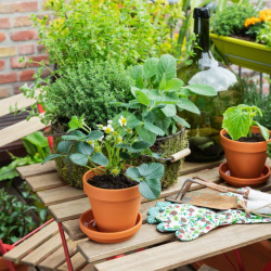 22+ cây phong thủy ban công hút tài lộc, xua xui rủi