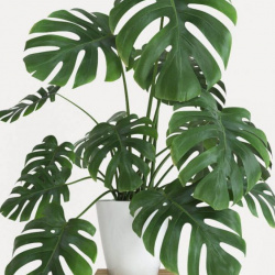 11 cây phong thủy “gọi tài lộc”: Đặt đúng chỗ, vận mệnh lên hương