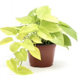 Tuổi Tân Hợi trồng cây gì hợp phong thủy? 8 cây “vừa nhìn đã thấy lộc”