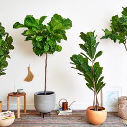 Mệnh Mộc đừng bỏ lỡ 10+ loài cây “hút lộc như nam châm” này