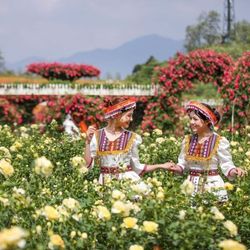 Độc đáo đồi hoa anh đào giữa núi rừng Tây Bắc