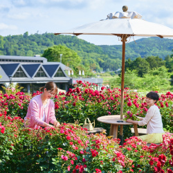 Du lịch Nhật Bản tháng 6 với top 8 khu vườn hoa hồng nổi tiếng