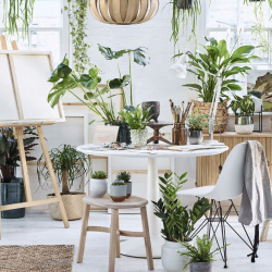 Chọn cây hợp mệnh: Gia tăng vượng khí cho không gian sống