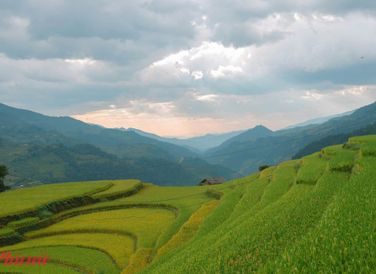 Cứ mỗi độ thu về, cả đất trời Mù Căng Chải bừng lên màu vàng no ấm của những thửa ruộng bậc thang đẹp mắt.