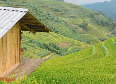 Khắp các triền đồi, lúa chín trĩu nặng vàng óng ả, xen kẽ là những chòi gỗ của người dân tạo nên bức tranh đẹp quyến rũ.