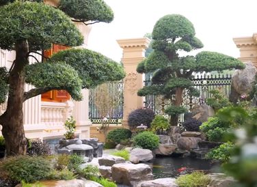 Khuôn viên sân vườn thiết kế hồ cá Koi và cây tùng la hán.