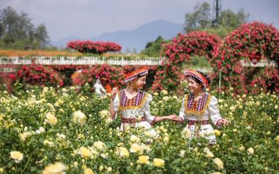 Độc đáo đồi hoa anh đào giữa núi rừng Tây Bắc