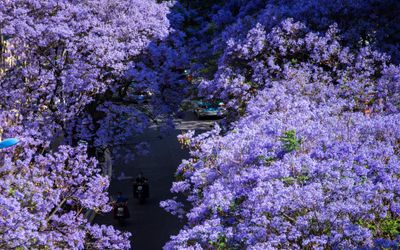 Mùa phượng tím ở Côn Minh – khi cả thành phố chìm trong sắc tím mê hoặc