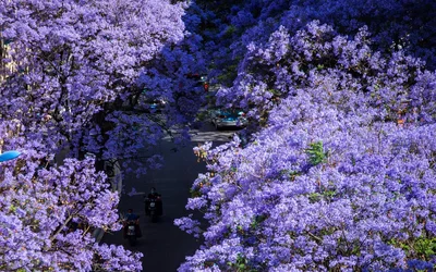 Mùa phượng tím ở Côn Minh – khi cả thành phố chìm trong sắc tím mê hoặc