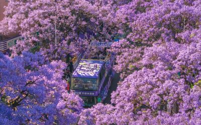 Top 5 tour Côn Minh mùa phượng tím khởi hành từ Hà Nội & TP.HCM “hot” nhất 2026