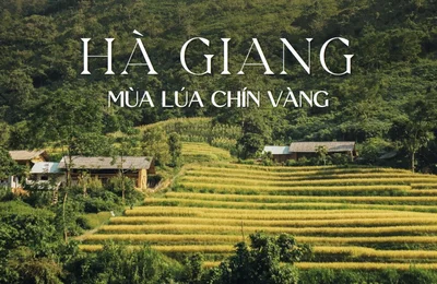 Hà Giang mùa lúa chín vàng khắp vùng trời phía Bắc nước ta