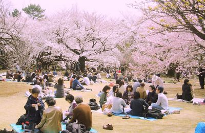 Trải nghiệm lễ hội hoa anh đào Hanami rưc rỡ nhất Nhật Bản