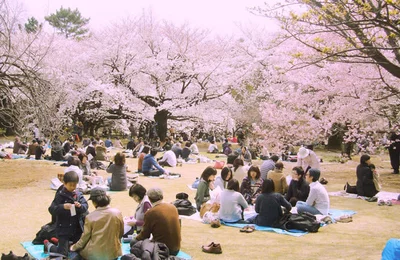 Trải nghiệm lễ hội hoa anh đào Hanami rưc rỡ nhất Nhật Bản