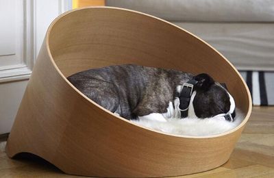 "Choáng" với những món đồ dành cho thú cưng trị giá hàng chục triệu đồng