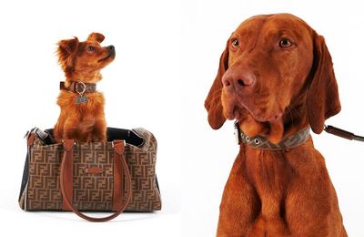 “Choáng” với BST dành cho thú cưng của Fendi