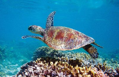 Chiêm ngưỡng Ningaloo - Rặng san hô đẹp nhất thế giới