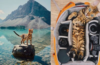 Boss Suki Cat với những khoảnh khắc “đốn tim” gần 2 triệu fan hâm mộ