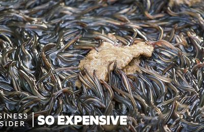Vì sao Unagi là món ăn đắt tiền của Nhật Bản?