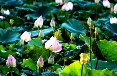 Lạc lối giữa đầm sen hồng thơ mộng ở thành phố biển Nha Trang