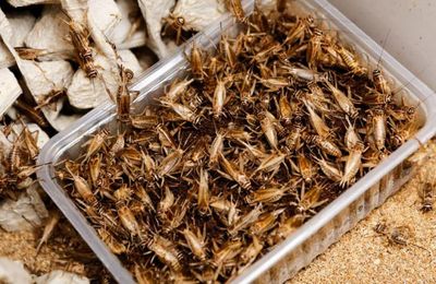 Nước tương làm từ... dế có giá đắt gấp 20 lần nước tương đậu nành