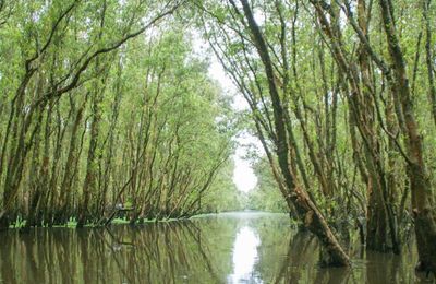 Mùa nước nổi ở An Giang - mùa đẹp nhất của năm