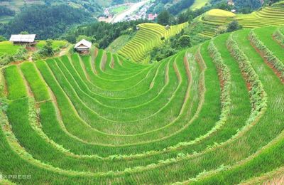Những sóng lúa xanh cuốn hút du khách mỗi mùa thu về