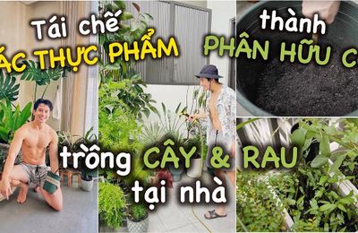 Thùng rác high-tech 36 triệu, biến đồ ăn thừa thành phân bón hữu cơ để trồng rau.