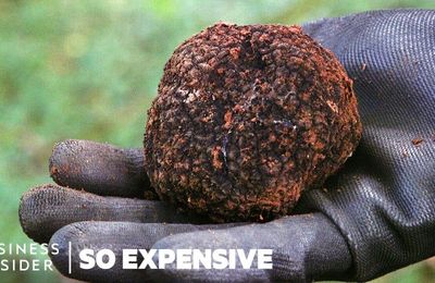 Tại sao nấm Truffles lại đắt như vậy ?