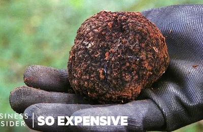 Tại sao nấm Truffles lại đắt như vậy ?