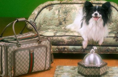 Gucci mở rộng danh mục sản phẩm với phụ kiện thú cưng cao cấp