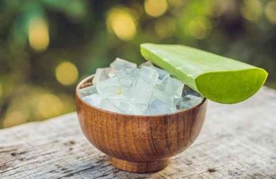 Lô hội - Phương pháp chữa cháy nắng vô cùng nhanh chóng và hiệu quả
