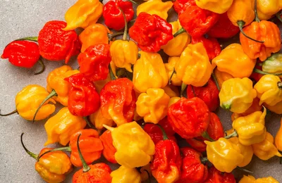 Tìm hiểu Pepper X - loại ớt mới cay nhất thế giới có gì thú vị nhé!