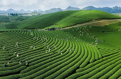 Mộc Châu - Điểm đến thiên nhiên hàng đầu thế giới